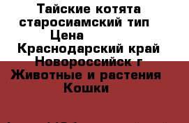 Тайские котята (старосиамский тип) › Цена ­ 2 700 - Краснодарский край, Новороссийск г. Животные и растения » Кошки   